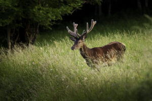 decouverte brame du cerf